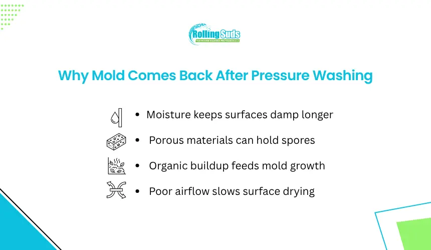 Infographic explains why mold returns after exterior pressure washing